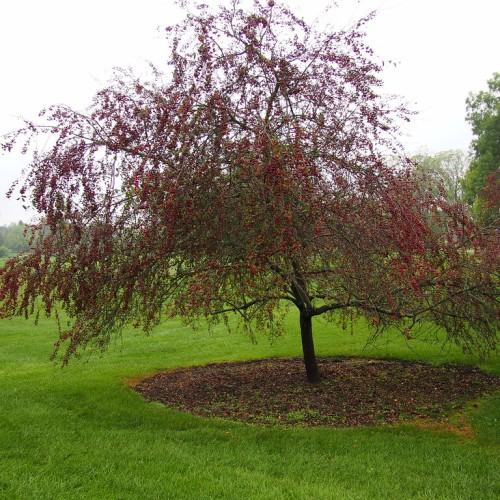 red-green leaves with brown branches and trunk