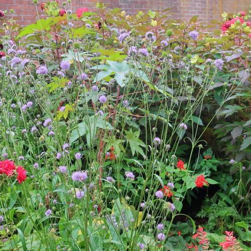 purple flowers with green sepals, green, upright stems and green leaves