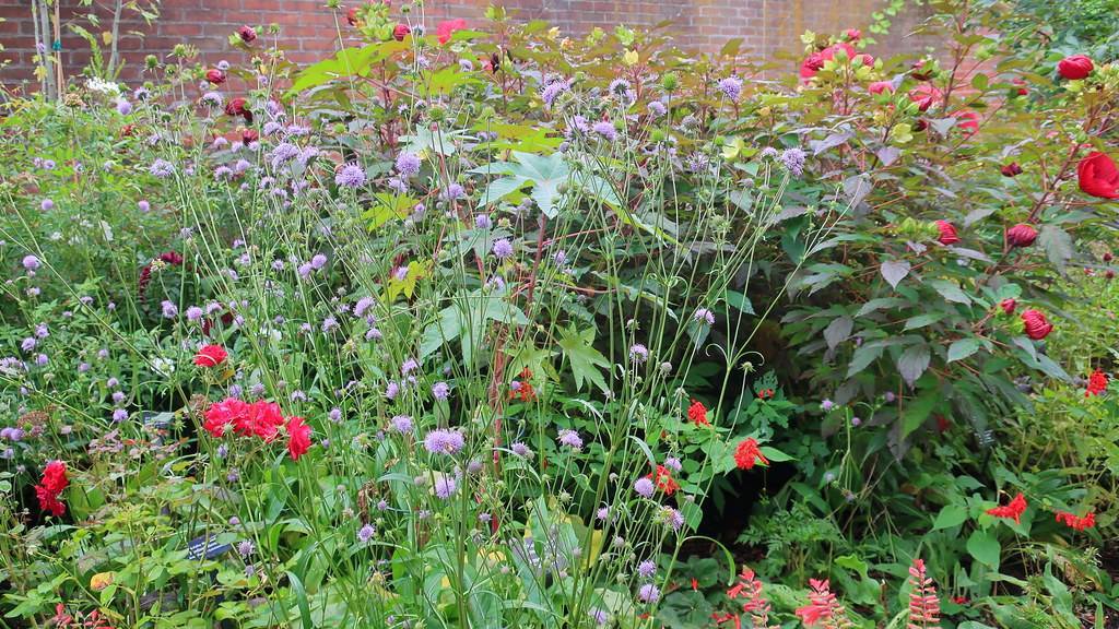 purple flowers with green sepals, green, upright stems and green leaves