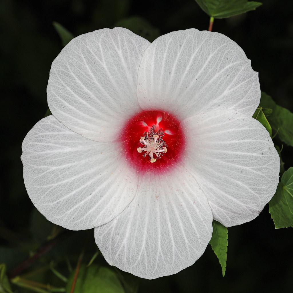 White flower with red center, white stigma white-black anthers, white filament, brown stems green leaves and yellow midrib.