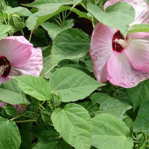 Pink-white flower with burgundy-red center, off-white pistil, off-white stamen, green leaves, green stems, yellow midrib, yellow veins, yellow blades, green bud and sepal.