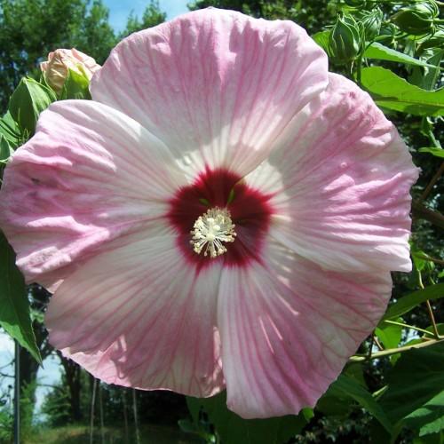 Pink-white flower with burgundy center, white stigma, off-white anthers, white filaments, green buds, green sepals and leaves.