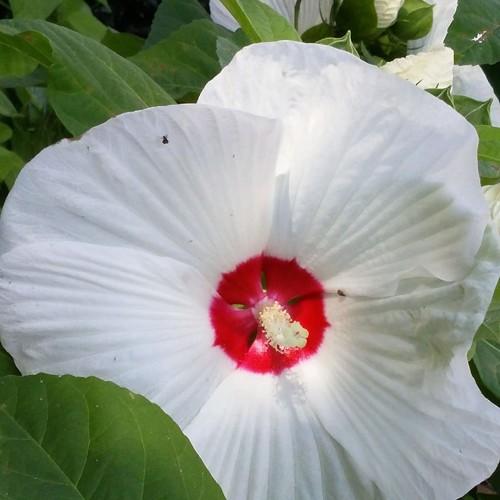 White flower with red center off-white stigma off-white anthers, white filaments, green leaves, yellow midrib and veins
