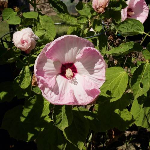 Swamp mallow(Hibiscus moscheutos); baby pink flowers with red centers, pink stamens, green stems, and green leaves