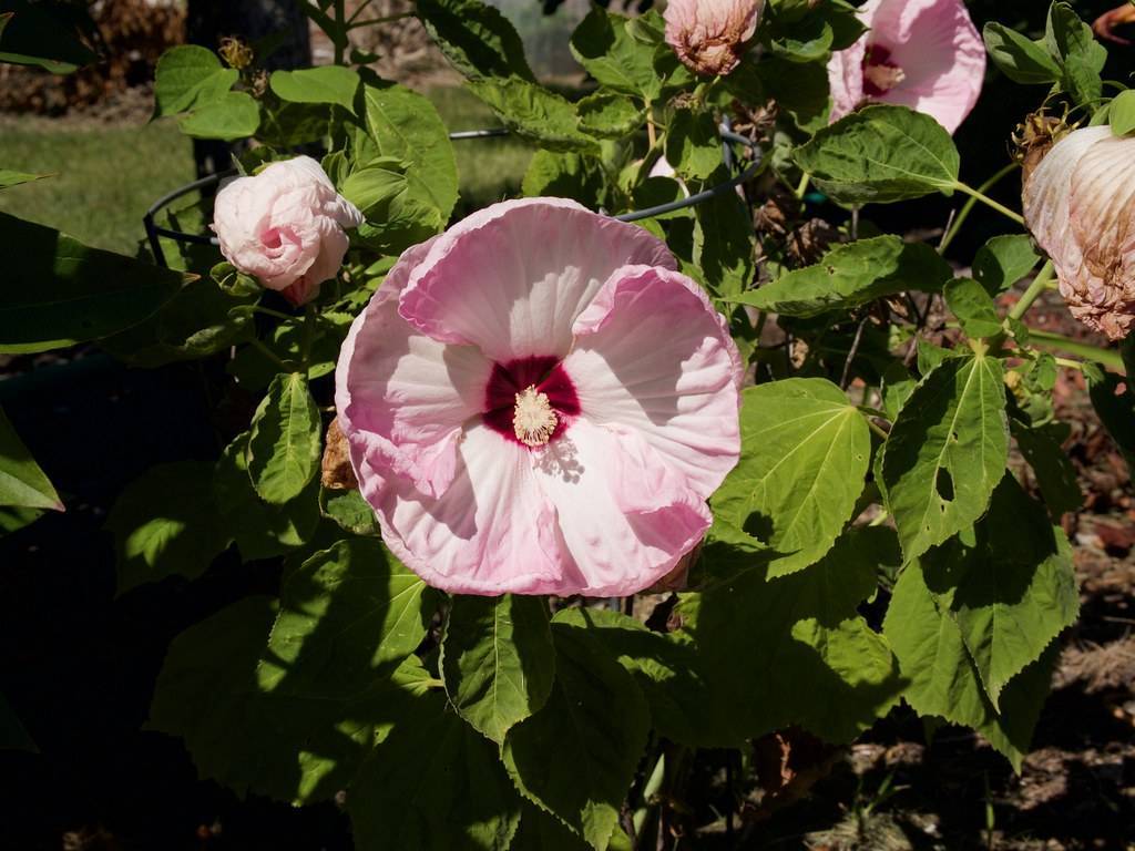 Swamp mallow(Hibiscus moscheutos); baby pink flowers with red centers, pink stamens, green stems, and green leaves 