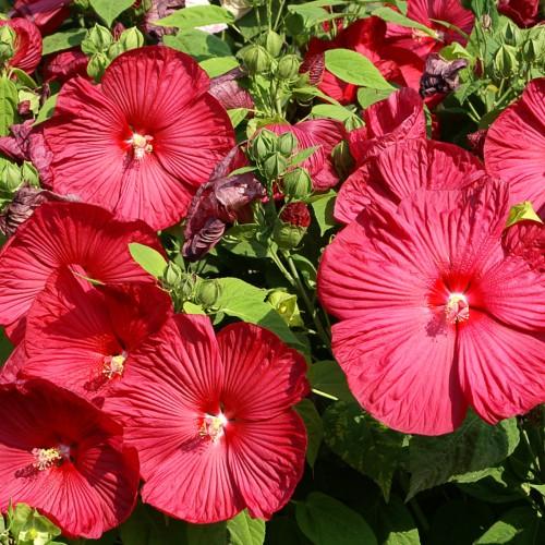 Red flowers with red stigma, yellow anthers, light-red filaments, green buds, green sepals, yellow midrib, green leaves and stems