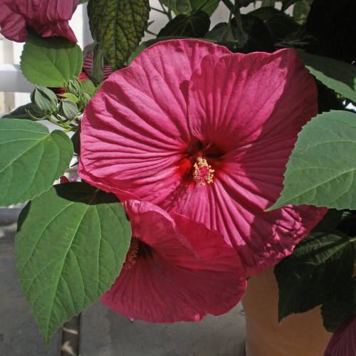 Swamp mallow(Hibiscus moscheutos); reddish-pink, saucer-like flower with off-white stigma, oval, dark green, toothed leaves