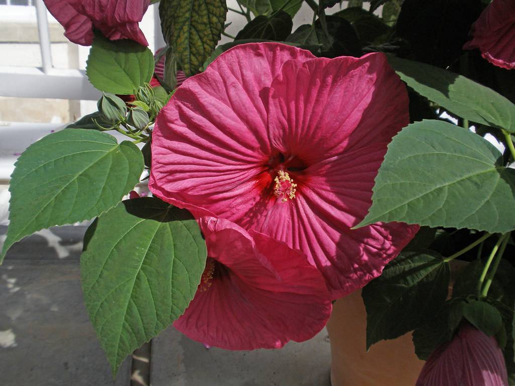 Swamp mallow(Hibiscus moscheutos); reddish-pink, saucer-like flower with off-white stigma, oval, dark green, toothed leaves