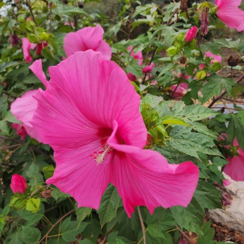 Magenta flower with red center and anthers, lime-green buds and petiole, green sepals and leaves, light-pink stems, brown branches, off-white stigma, and filament, white style.