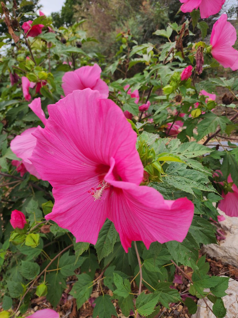 
Swamp mallow(Hibiscus moscheutos); vibrant pink flowers with red centers, pink stamens, red-brown stems, and green, toothed leaves 