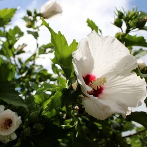 White flower with red center off-white stigma off-white anthers, white filaments, green leaves, green buds, green sepals, yellow midrib and veins