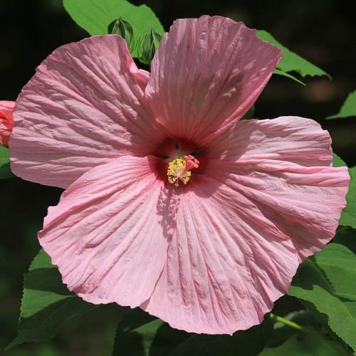 Pink flower with pink stigma, yellow anthers, off-white filaments, green leaves, green stems, green buds and sepals