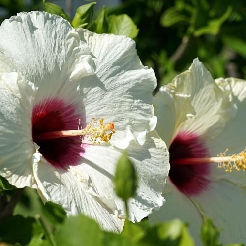 White flower with burgundy center orange-white stigman yellow anthers, white filaments, green leaves and buds