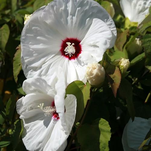 White flower with burgundy center off-white stigma, off-white anthers, white filaments, lime-green leaves, green-white buds and orange midrib
