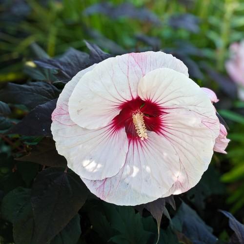 Hardy (Hibiscus 'Perfect Storm'); pinkish-white flower with red center, cream spadix, and deep blue-green leaves