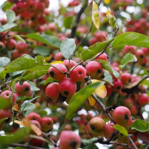 red fruits with green-yellow leaves on brown stems and branches