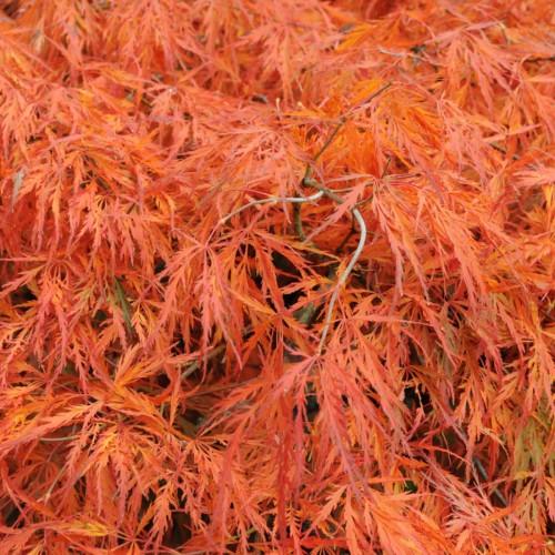 orange foliage with beige-brown branches