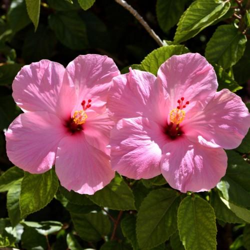 Pink flower with burgundy center, pink stigma, pink-white style, burgundy ovary, yellow anthers, off-white filaments, green leaves, brown stems, yellow veins yellow midrib and blades,
