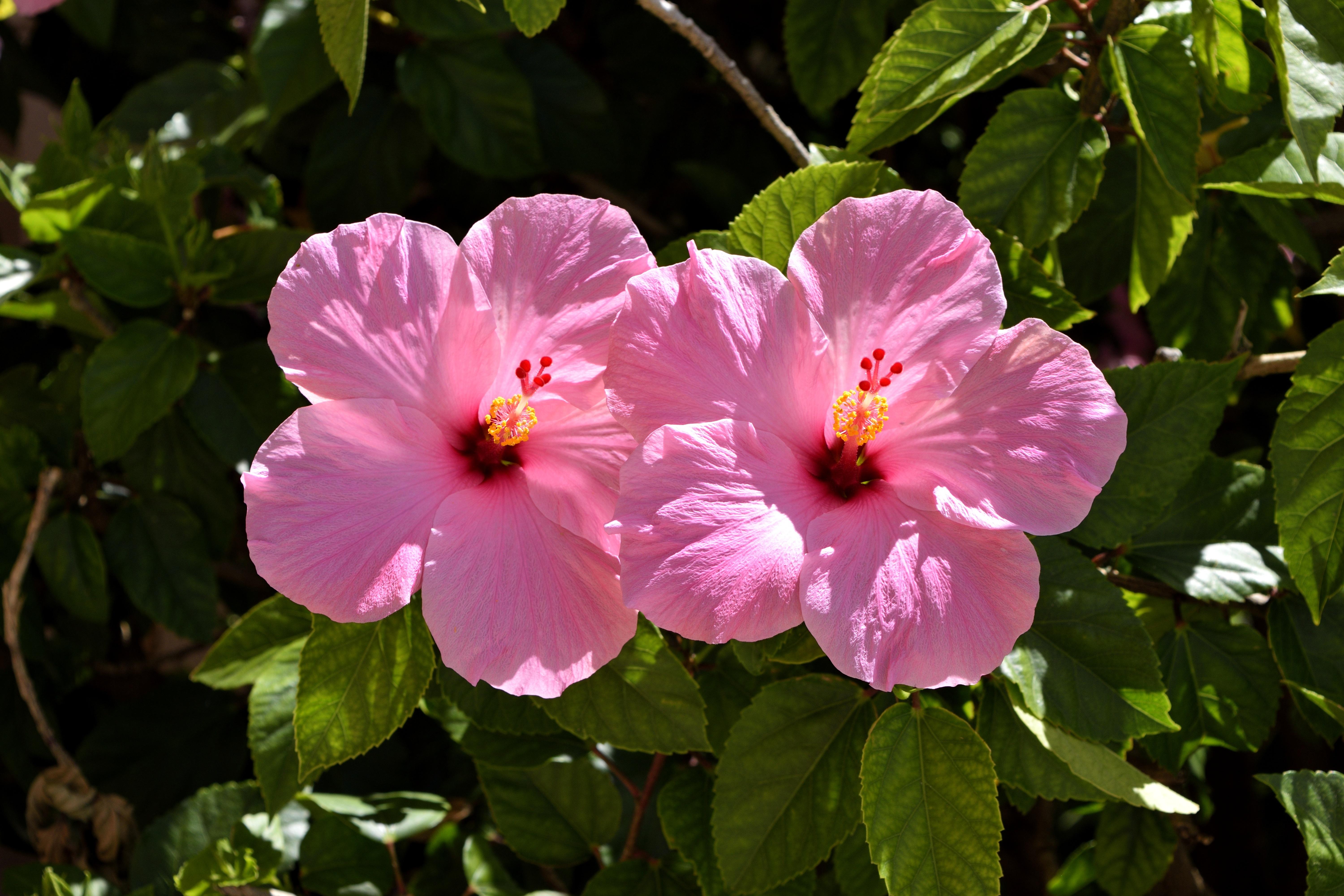 Pink flower with burgundy center, pink stigma, pink-white style, burgundy ovary, yellow anthers, off-white filaments,  green leaves, brown stems, yellow veins yellow midrib and blades,