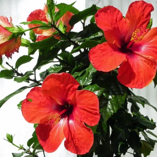Red flower with red stigma, red style, yellow anthers, red filaments, green sepals, green buds, green leaves and stems