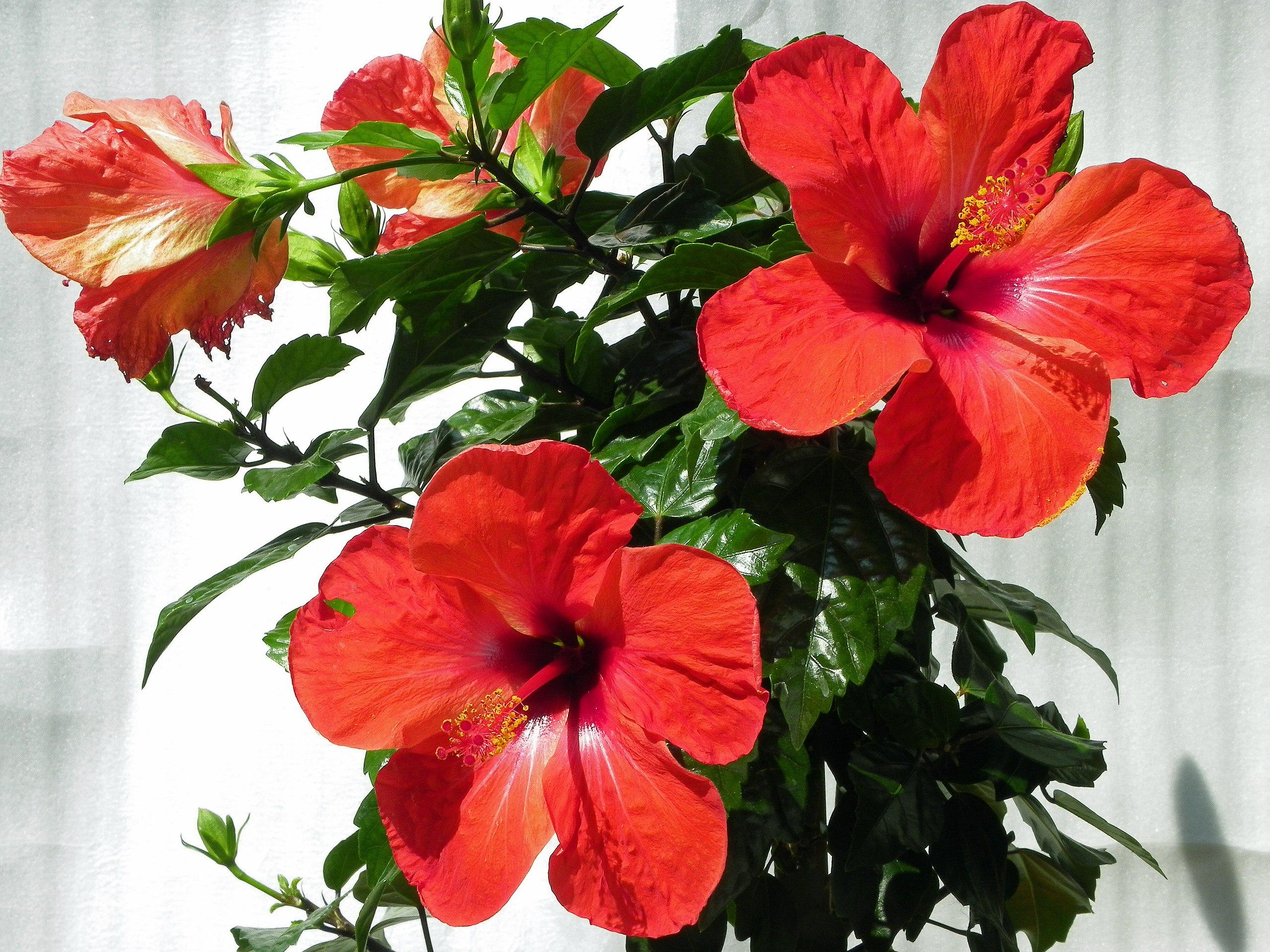 Red flower with red stigma, red style, yellow anthers, red filaments, green sepals, green buds, green leaves and stems