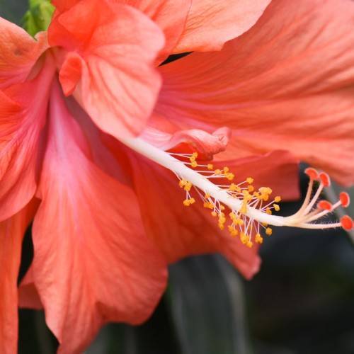 coral-colored flower with white, long stigma that has small orange tacticals