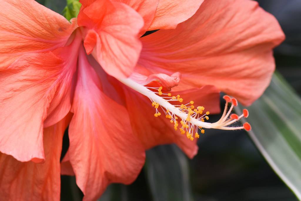 coral-colored flower with white, long stigma that has small orange tacticals
