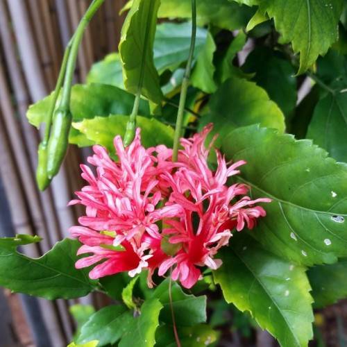 bright pink, pendulous flower with green stems and buds, green, toothed leaves