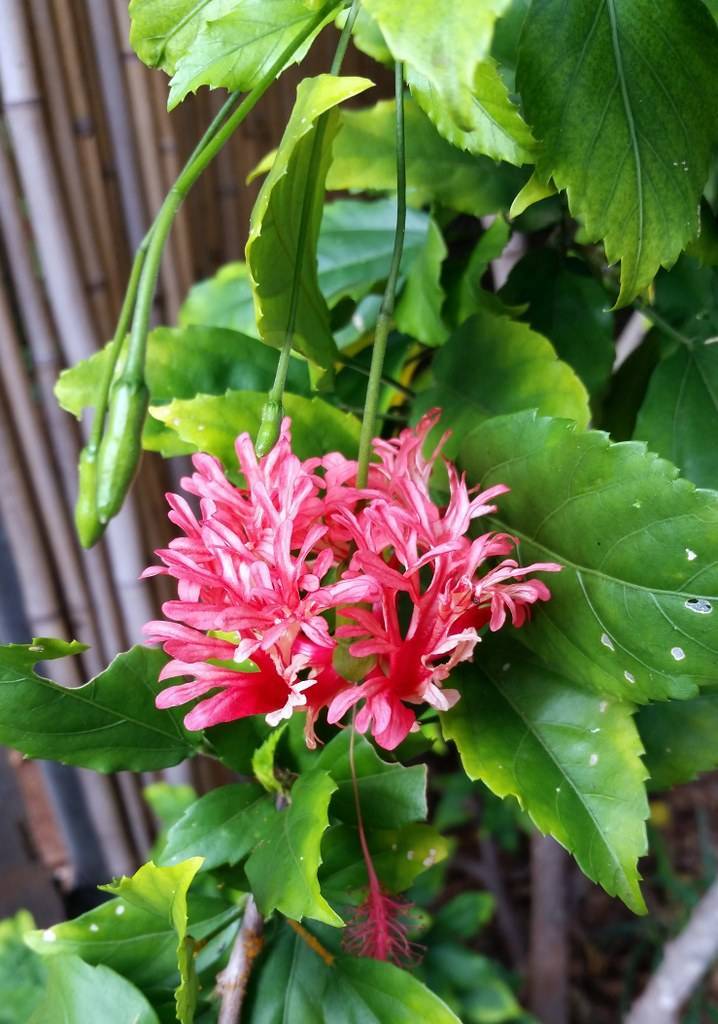 bright pink, pendulous flower with green stems and buds, green, toothed leaves