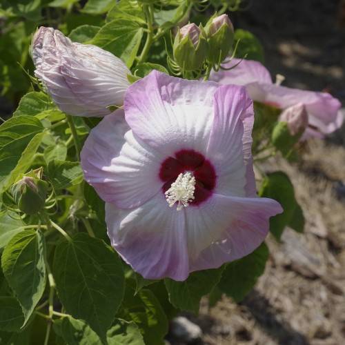 Hibiscus 'Summer Storm'; purple to white flowers with red centers, white spadix, green buds, and green ovate-shaped leaves