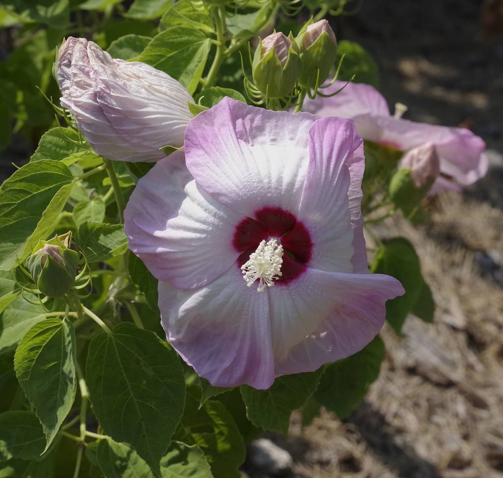 Hibiscus 'Summer Storm'; purple to white flowers with red centers, white spadix, green buds, and green ovate-shaped leaves