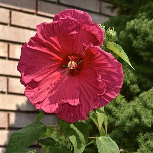 Light-Red flower with red stigma, yellow anthers, green buds, green leaves, lime-yellow stems and yellow midrib.