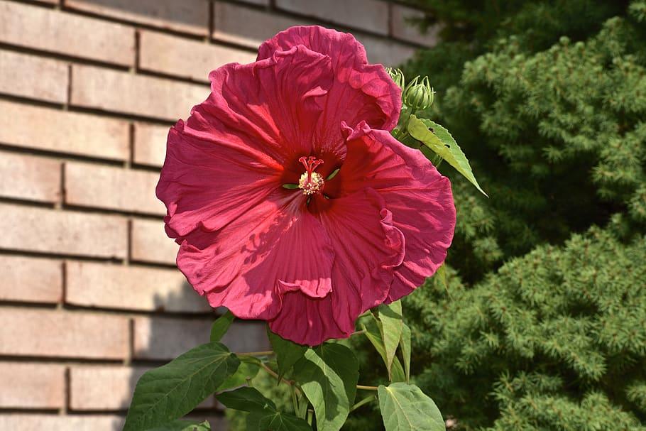 Light-Red flower with red stigma, yellow anthers, green buds, green leaves, lime-yellow stems and yellow midrib.