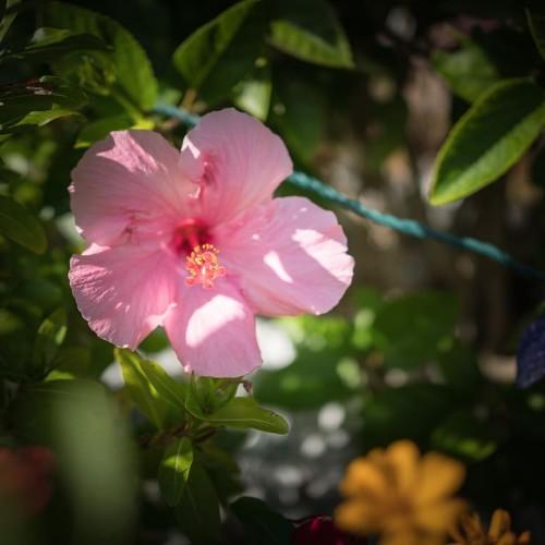 Pink flower with pink stigma, yellow anthers, green leaves, yellow midribs and green stems