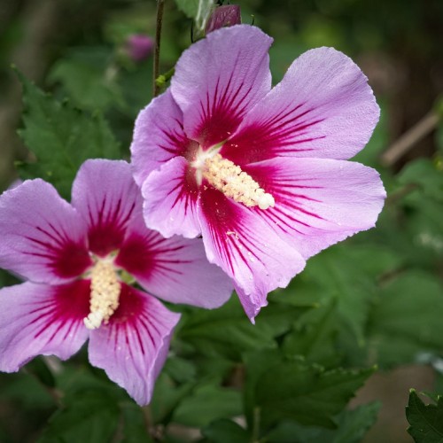 Magenta flower with red-white  center, white stigma and style, off-white stamen, purple buds, green leaves and brown stems.