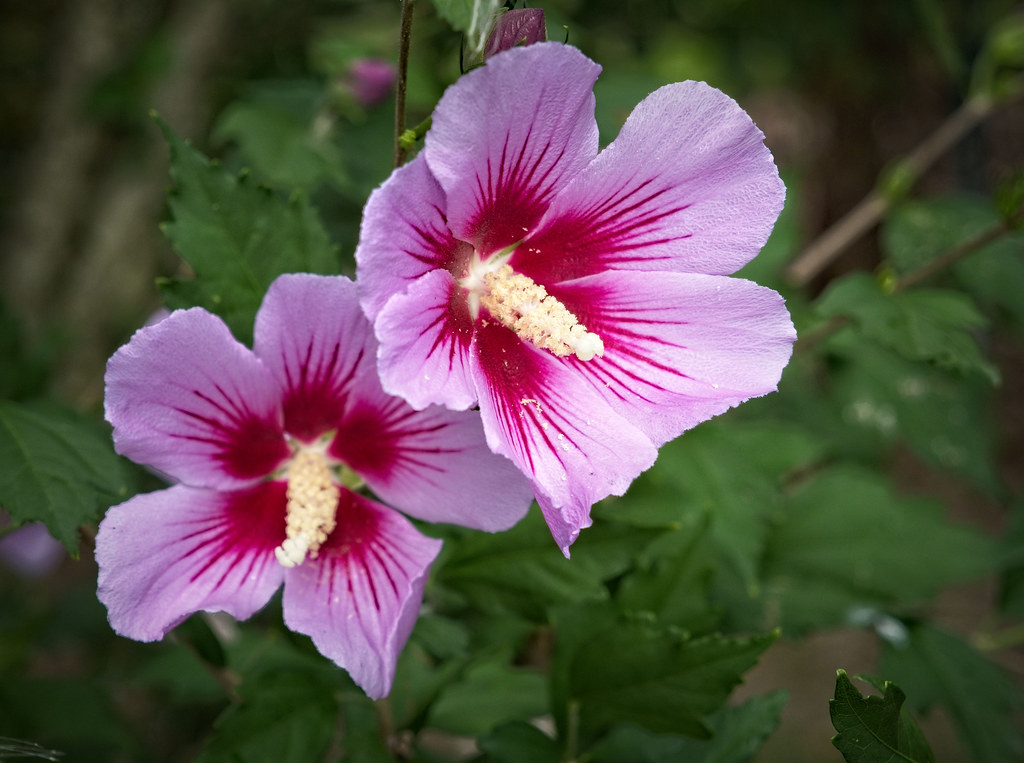 Rose of Sharon(Hibiscus syriacus 'Aphrodite') baby pink flowers with shocking pink central tints, white spadix, green stems, and leaves