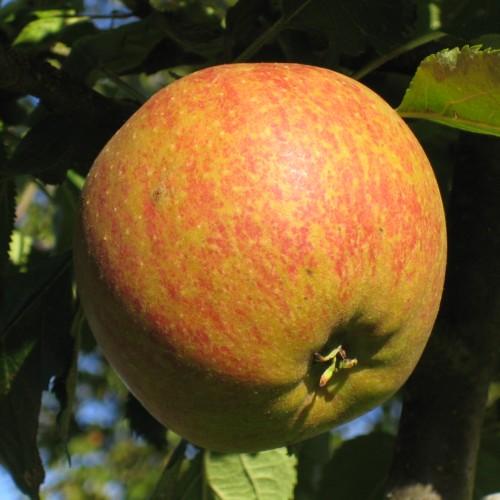 Orange-red fruit with green leaves, yellow midrib and veins.