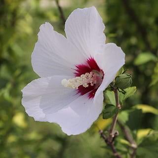 White flower with burgundy center off-white stigma, white-burgundy style, off-white stamen, green buds, green sepal, green leaves and brown stems.