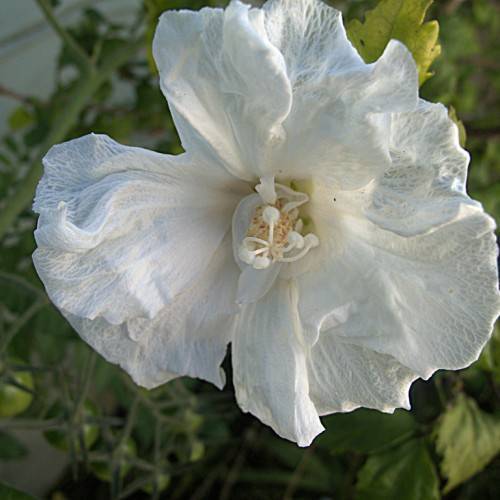 bright white flower with white stamens, yellow-green, toothed leaves