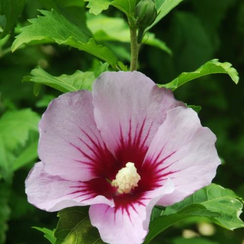 Pink flower with burgundy center, off-white athers, green buds, green stems, green sepals, green leaves, yellow midrib and veins.