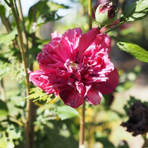 Dark-pink flower with off-white center, burgundy-green buds, brown stems, green sepals, green leaves and petiole