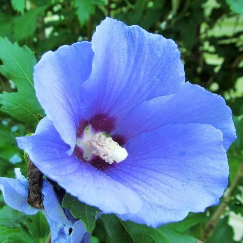 baby blue flower with purple tints and white spadix, green toothed leaves