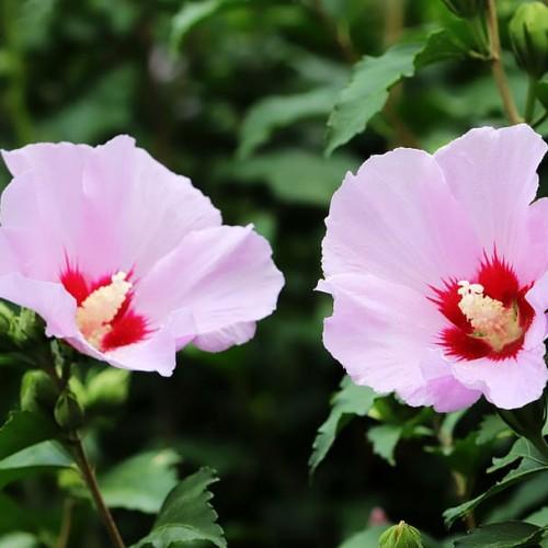 Pink flower with burgundy center, off-white anthers, green buds, green stems, green leaves and yellow midrib.
