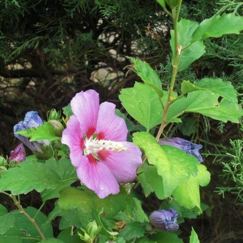 baby pink flower with dark pink  tints and white spadix, green lobed leaves