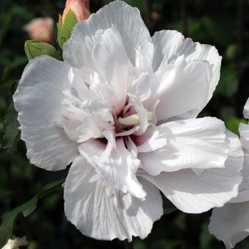 White flower with burgundy center, off-white stigma, white anthers, pink-green buds, and dark-green leaves.
