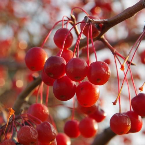 A brown twig full of red fruit