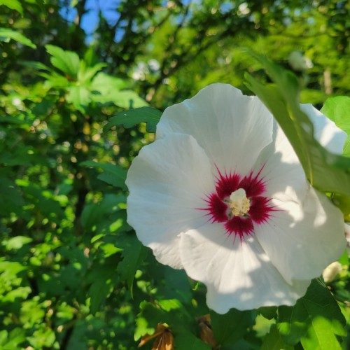 Off-white flower with red-white center, white stigma, style, beige stamen, green leaves, yellow midrib.