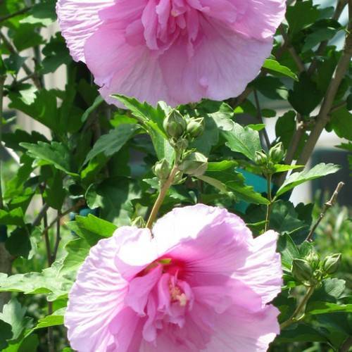 pink colored, rose-like flowers with green, toothed leaves, and woody gray stems