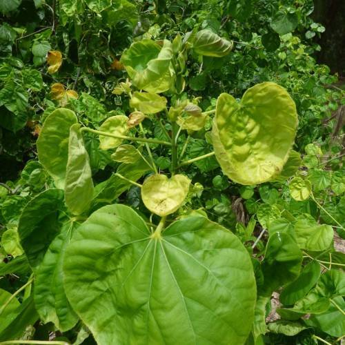 round, green, broad leaves with light yellow midribs, petioles, and green stems