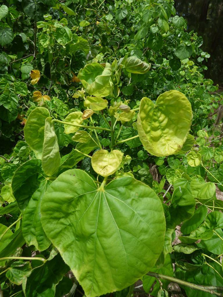 round, green, broad leaves with light yellow midribs, petioles, and green stems